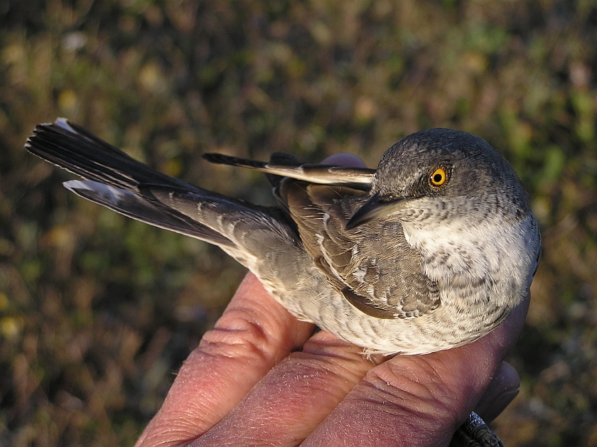 Barred Warbler, Sundre 20080604